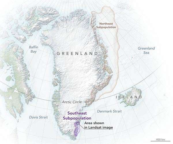 Subpopulation of Greenland polar bears found
