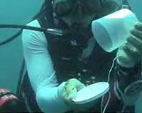 Study finds fish larvae are better off in groups