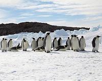 Genetics reveals where emperor penguins survived the last ice age