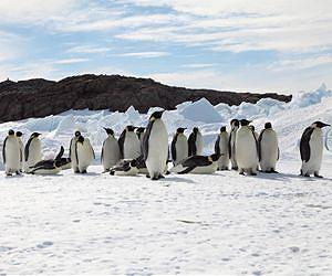 Melting Sea Ice Threatens Emperor Penguins
