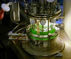 Economics, Physics Are Roadblocks For Mass-Scale Algae Biodiesel Production