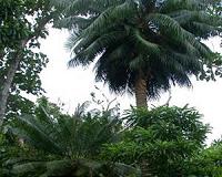 Trees diminished resistance to cyclones attributed to insects