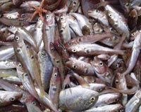 Fishermen, environmentalists pressure EU over fish quotas
