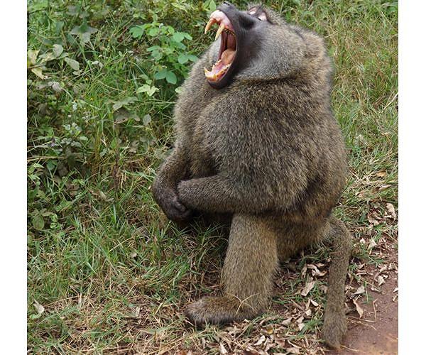 Tanzania lifts ban on wildlife exports
