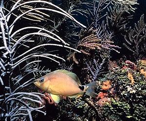 Hamlet Fish Sheds Light On Evolution Of Marine Species