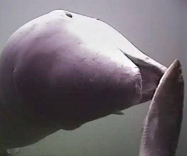Dutch probe mystery porpoise deaths