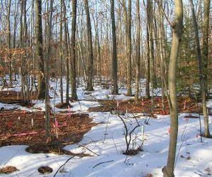 Warmer soils release additional CO2 into atmosphere; Effect stabilizes over longer term