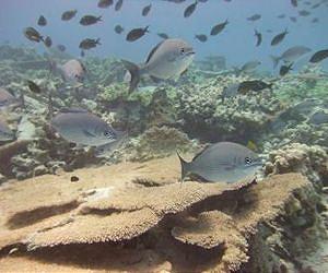 Under climate change, winners and losers on the coral reef