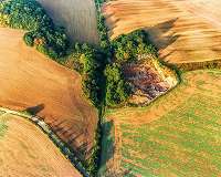 Planting more hedgerows could help UK bees thrive once again