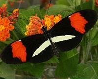 Butterflies tell plants apart by leaf shape