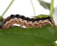 Unlocking The Genome Of The Worst Bug On Planet Earth