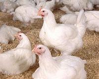 WHO braces for bird flu spread in European poultry, urges vigilance