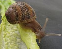 Russian Resupply Spacecraft to Deliver Snails to ISS for Experiments