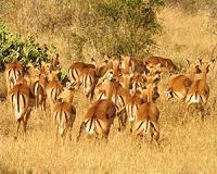 Loss of big predators could leave herbivores in a thorny situation