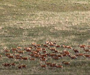 Carbon cycle models underestimate indirect role of animals