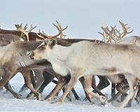 A reindeer's perilous journey in Swedish Lapland