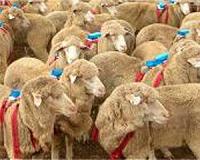Big Yang Theory: Chinese year of the sheep or the goat?