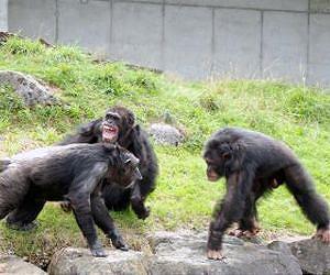 Male chimpanzees choose their allies carefully