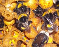 Smells Like Bees' Spirit