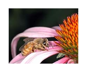 Artificial Bee Eye Gives Insight Into Insects' Visual World