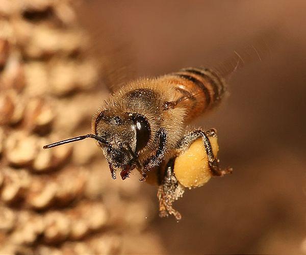 What bees reveal about environmental contamination through honey