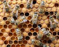 French PM says ban on 'bee-killer' pesticide will go ahead