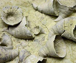 Ancient Environment Led to Earth's Current Marine Biodiversity