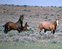 Horse owners can battle flies with wasps, not pesticides