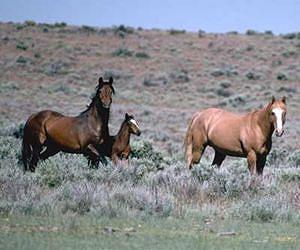 Mystery of the domestication of the horse solved