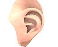 Stem cells may help cure deafness