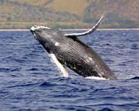 Humpback whale freed from netting off Hawaii coast