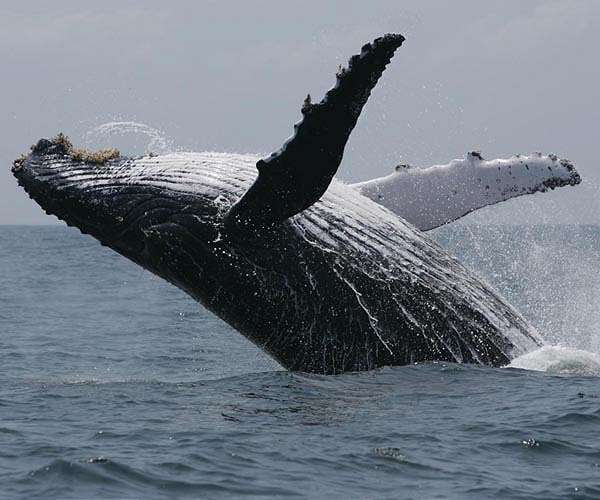 Humpback whales swim up to 3,700 miles to breed