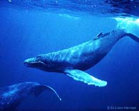 North Pacific humpback whales rebounding