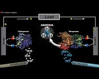 Flipping the switch on ammonia production