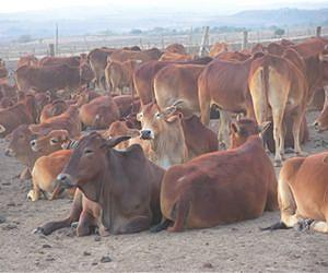 U.S. urges action on global cattle disease