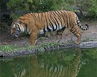Bangladesh discovers only 100 tigers in famed Sundarbans