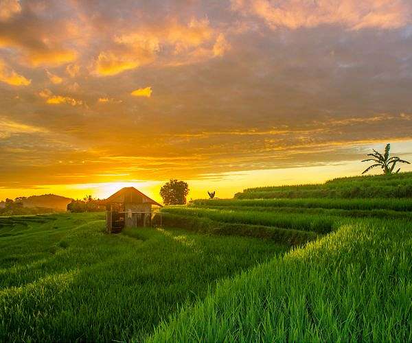 Changing farming practices could cut almost one third of global emissions: World Bank