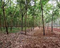 China targets US, EU with rubber trade case