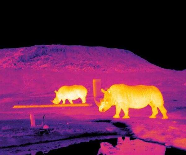 IVF breakthrough could revive nearly extinct rhino species