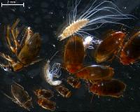 Insects leave tiny traces of DNA on the flowers they visit