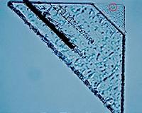 Stardust Team Reports Discovery of First Potential Interstellar Particles