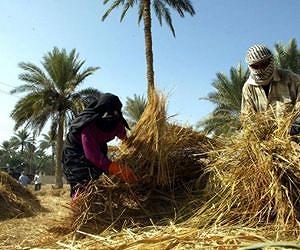 Water dispute threatens last Iraq commercial farm