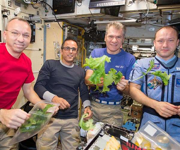 Lettuce could protect astronauts' bones on Mars trip