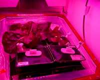 First Time Ever: ISS Crew Eats Food Grown in Outer Space