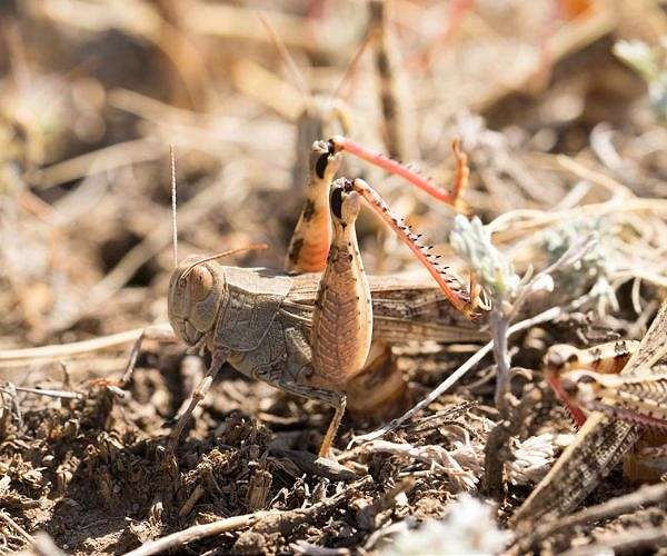 Satellites detect where locust infestations begin