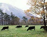 No One Cares More About Cattle than Beef Producers