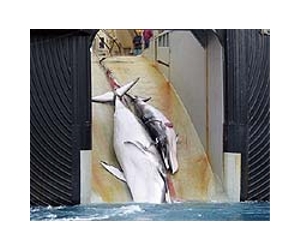 Latin American nations urge Japan to stop whaling