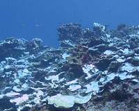 Thirty-year study reveals cause of coral bleaching crisis