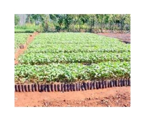 Biofuel From Jatropha Plant Proving Its Worth As Aviation Fuel