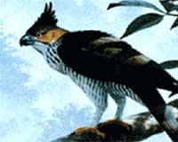 Smugglers target Indonesia's rare Javan hawk: official